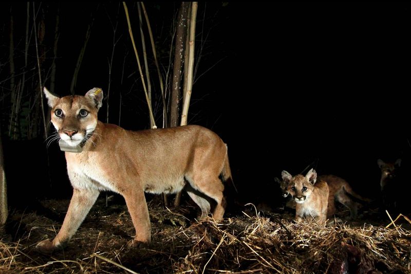 Hunting Territories Span Vast Areas