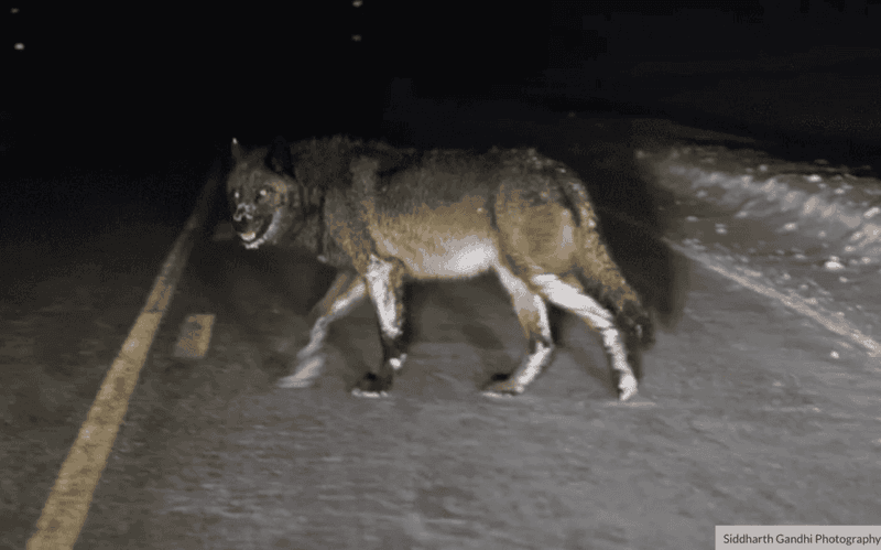 Nocturnal Habits Avoid Human Conflict