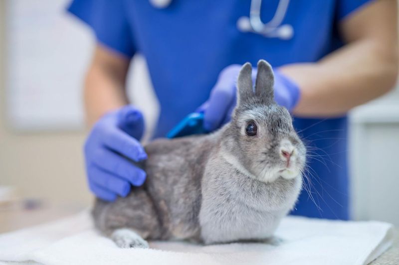 Regular Vet Checks Are Essential