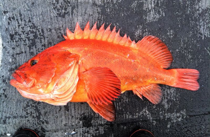 Rockfish Family Reunion