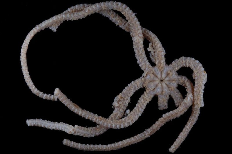 Taxonomy And Naming: The Significance Of Ophiojura exbodi
