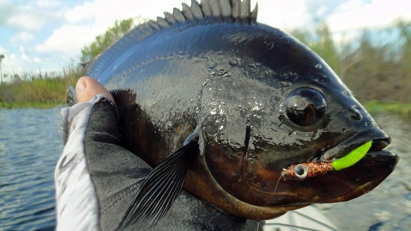 Angler's Surprise Catch