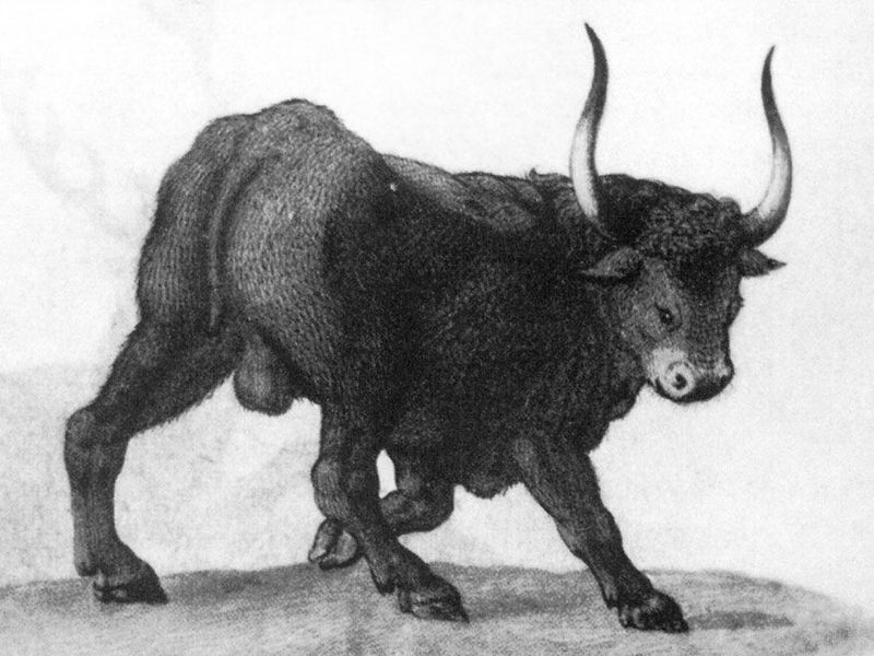 Grassland Ghosts: The Aurochs