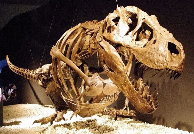Ancient DNA Fragments Offer Clues