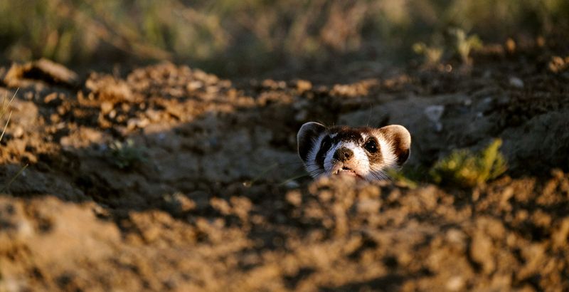 Why Cloning The Black-Footed Ferret Matters For Conservation
