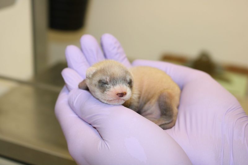 The Cloning Of A Near-Extinct American Species
