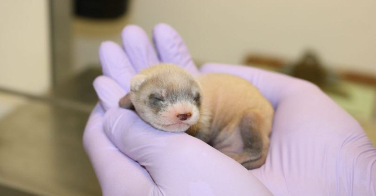 Geneticists Bring Back A Near-Extinct American Species