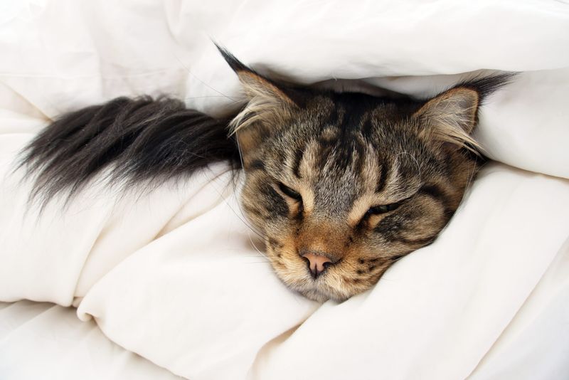 Decreased Grooming Efforts