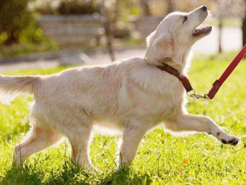 Easy To Train And Obey Commands