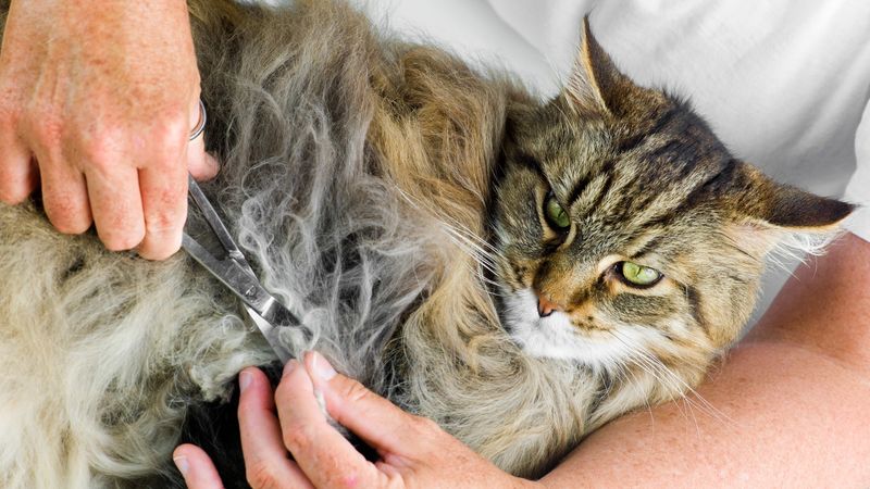 Dealing With Matted Fur