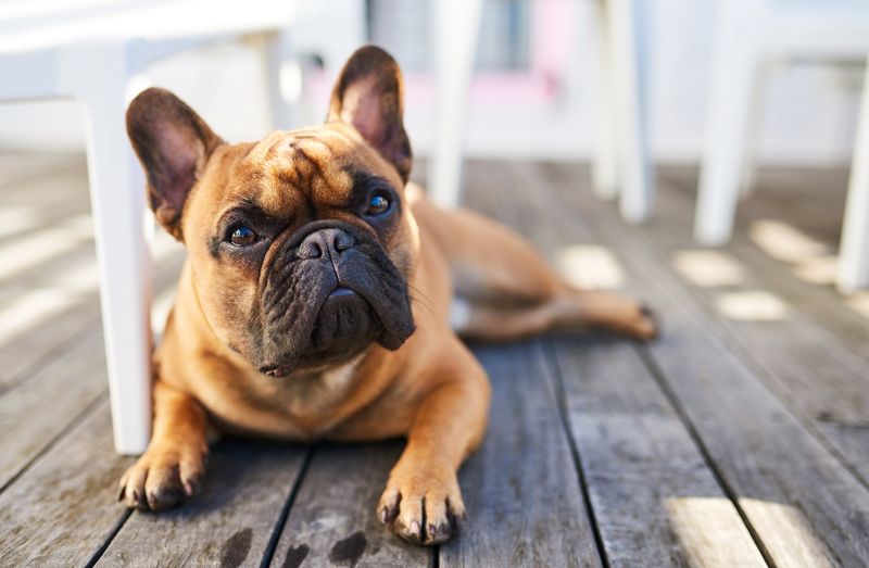 French Bulldogs: Low-Energy Apartment Champions