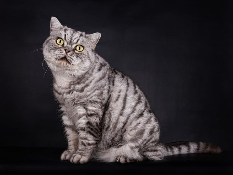 Bold Silver Tabbies