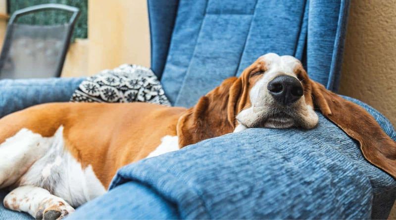 Snuggly Basset Hounds