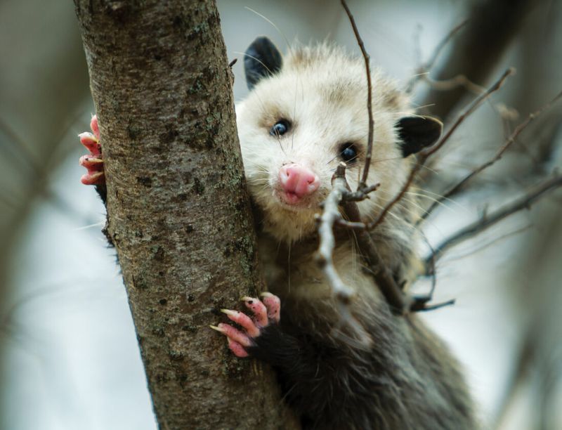 Misunderstood Munchers: Opossums