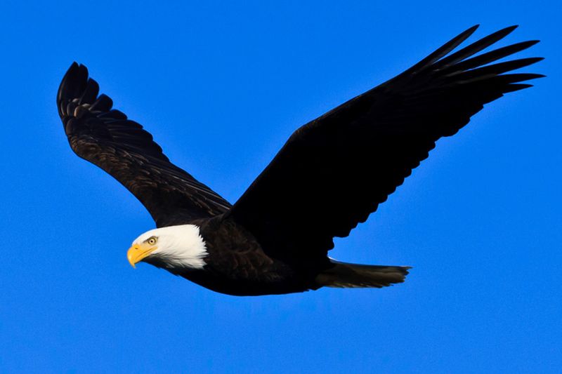 Soaring Spectacle: Bald Eagles