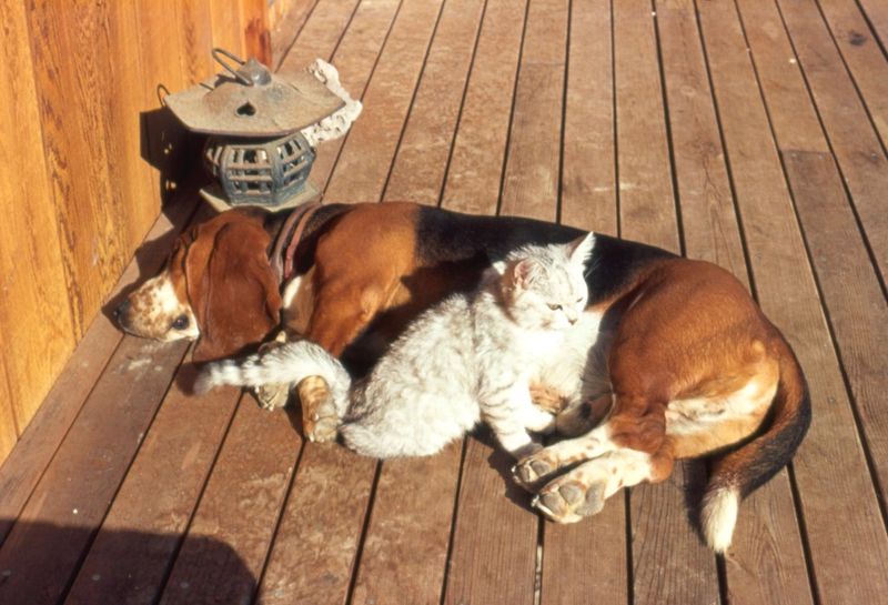 Laid-Back Buddies: Basset Hounds