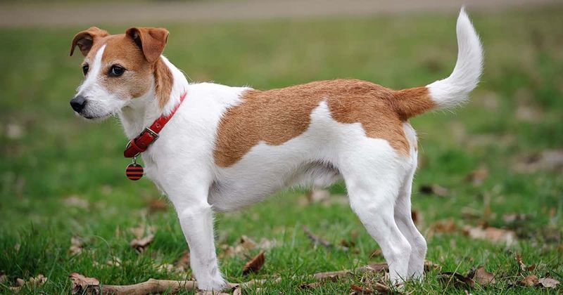 Born Hunters: Jack Russell Terriers