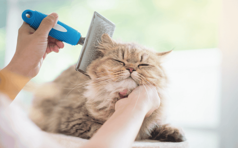 Calm Behavior During Grooming