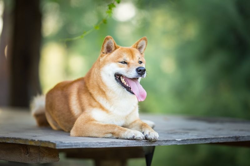 Dignified Silence Masters: Shiba Inus