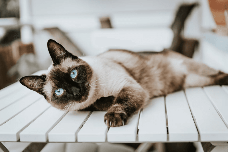 Social Butterflies: Siamese For Extroverted Entertainers