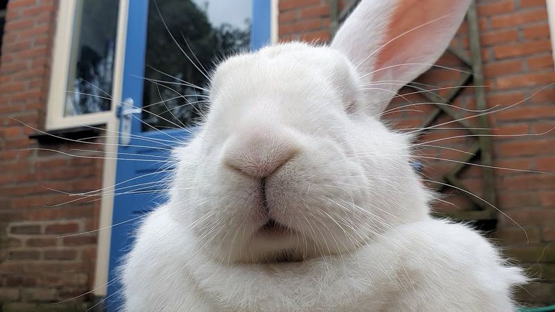 The Happy Nose Wiggle