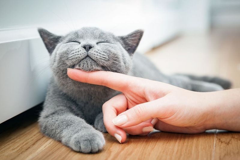 Chase Your Cat Around The House