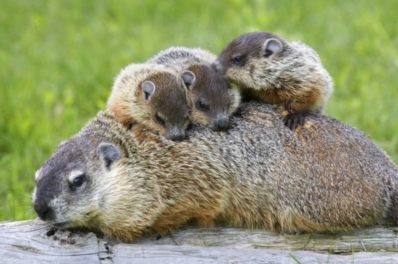 Breeding And Babies