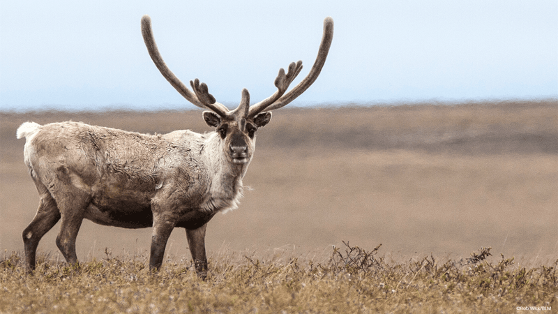 Qamanirjuaq Caribou Herd