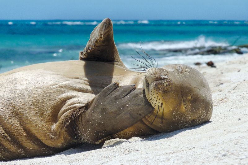 Hawaii – Hawaiian Monk Seal
