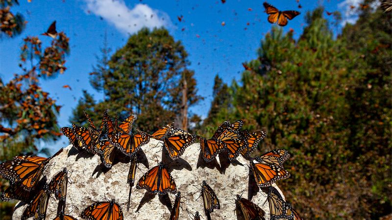 Weather Conditions Dramatically Affect Butterfly Movement
