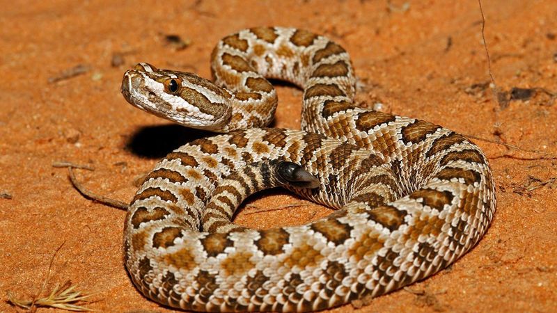 Utah's Rugged Reptiles