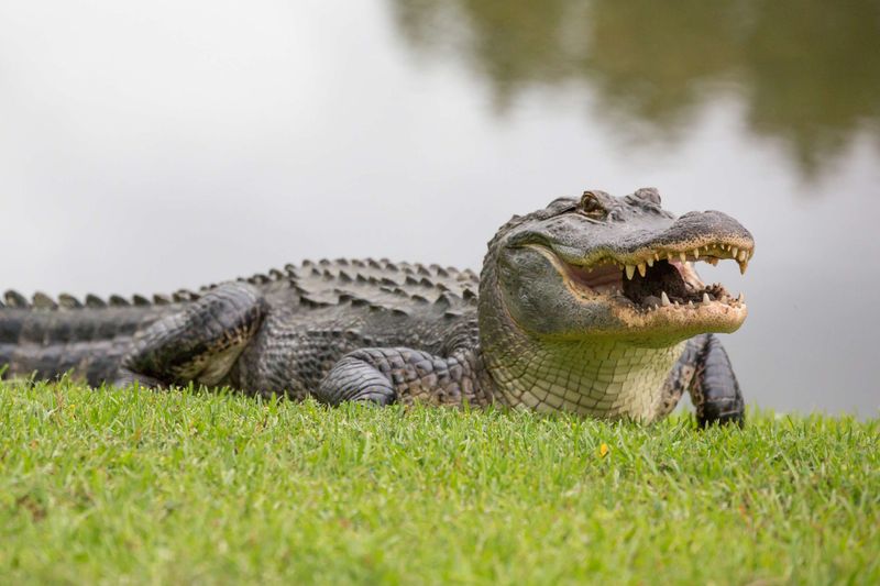 South Carolina: Lowcountry Lurkers