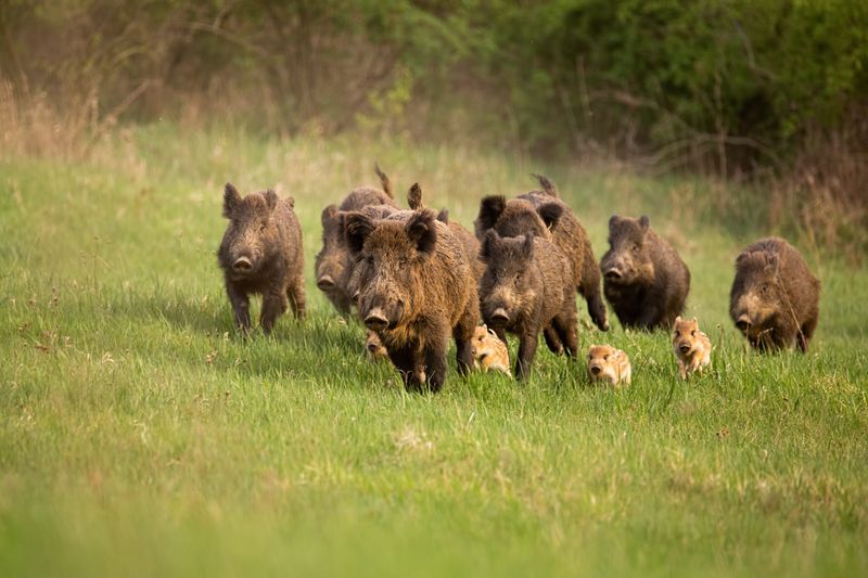 Louisiana: Bayou Boars