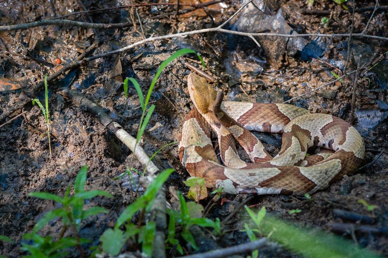 Louisiana