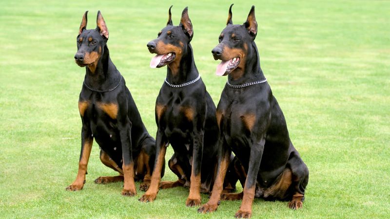 Doberman Pinscher