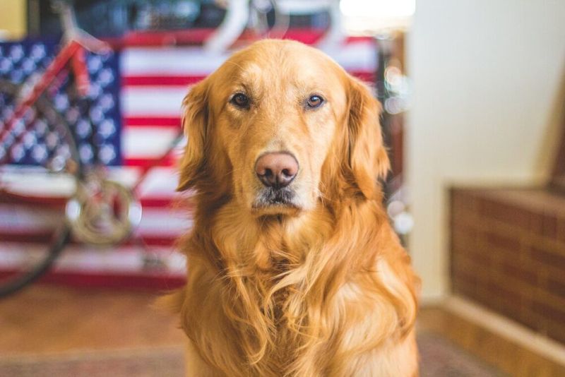 Golden Retriever: The Emotional Decoder