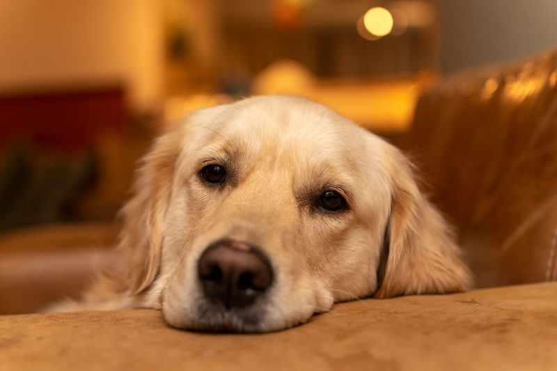 Golden Retriever: The Emotional Savant
