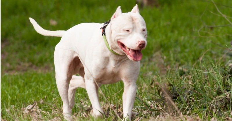 Dogo Argentino: The Determined Hunter