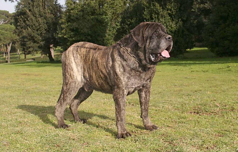 English Mastiff: The Ancient Giant With Gentle Power