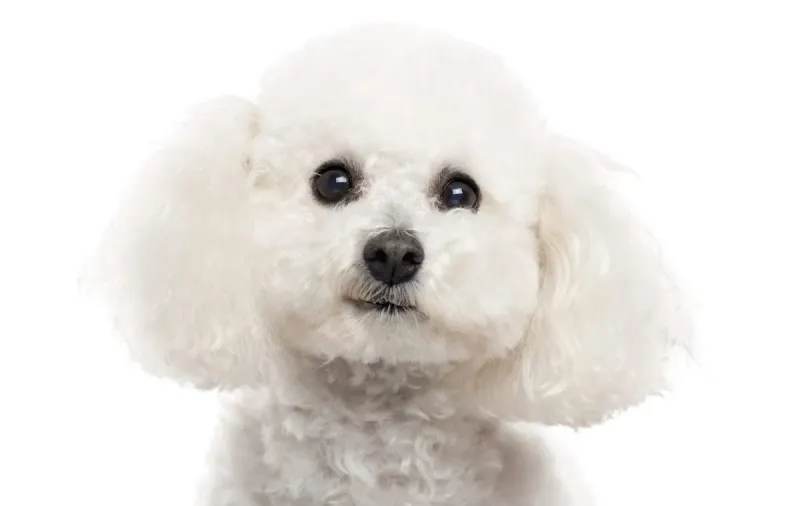 Bichon Frise