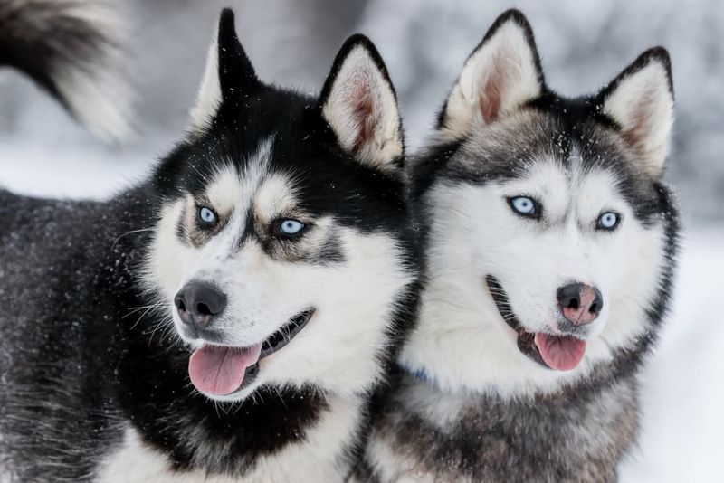 Siberian Huskies