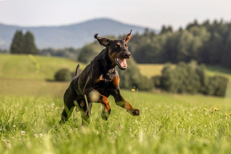 Doberman Pinschers