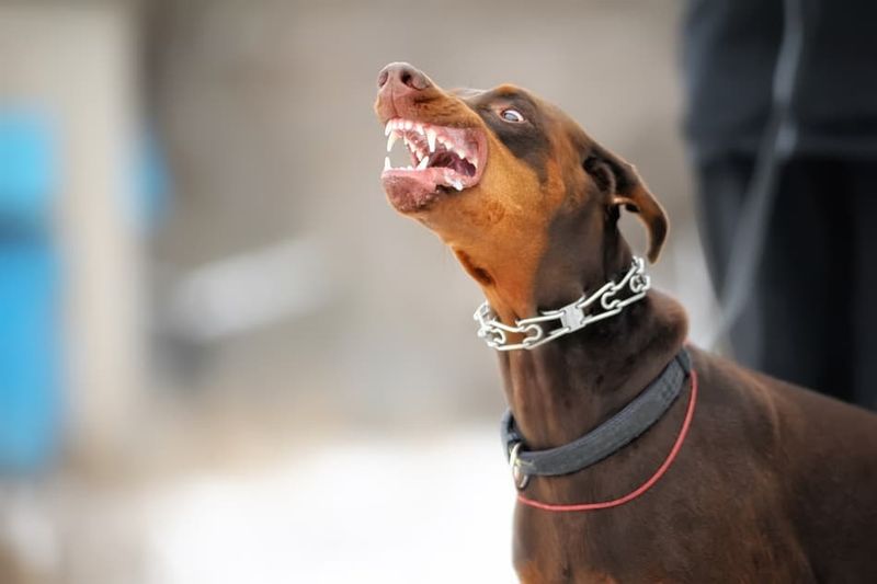Doberman Pinschers