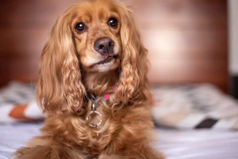 Cocker Spaniels