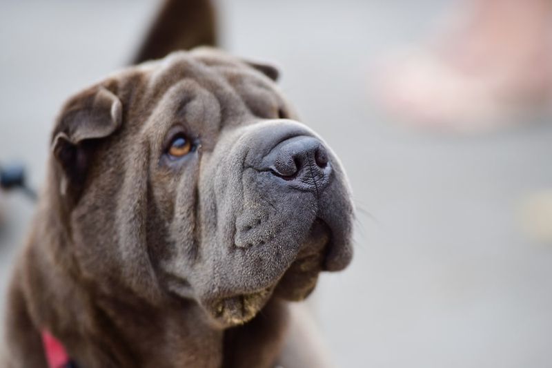 Shar-Peis