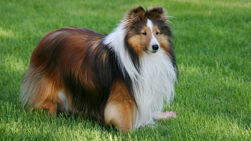 Shetland Sheepdogs