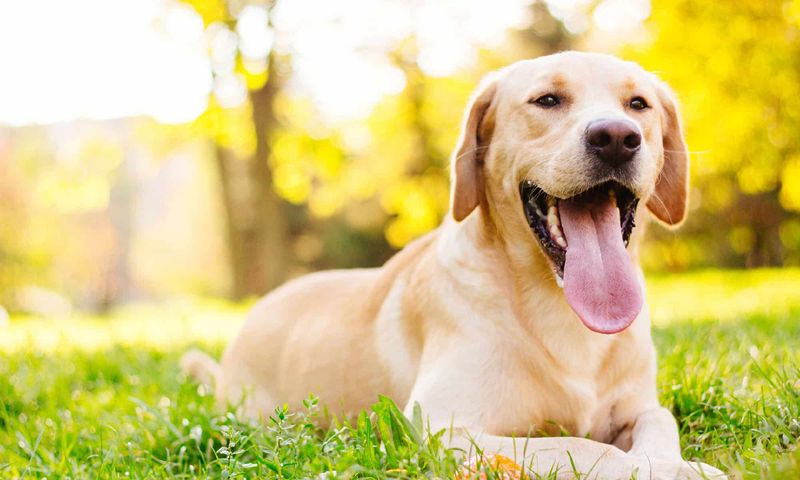 Labrador Retrievers: Natural People-Pleasers