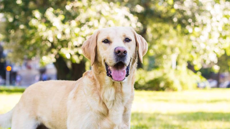 Labrador Retrievers: The Cheerful Compliers