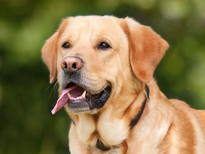 Labrador Retrievers: The Heartfelt Hearers