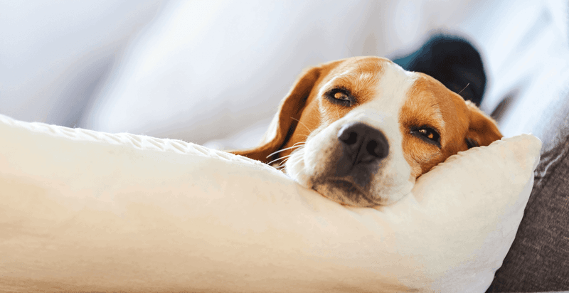 Create a Calming Safe Space